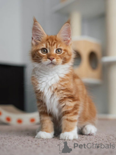 Photo №1. maine coon - à vendre en ville de Dordrecht | négocié | Annonce № 177833