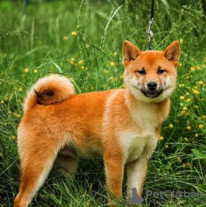 Photos supplémentaires: Chiots Shiba Inu