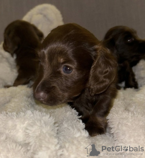 Photo №4. Je vais vendre teckel en ville de Berlin. annonce privée - prix - 1500€