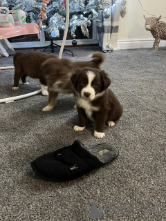 Photo №1. border collie - à vendre en ville de Blason | Gratuit | Annonce №172225