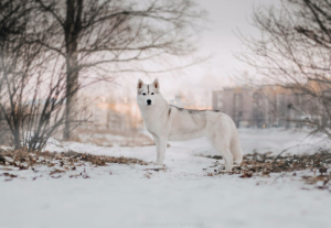 Photo №4. Je vais vendre husky de sibérie en ville de Saint-Pétersbourg. de la fourrière, éleveur - prix - 573€