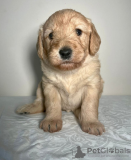 Photo №1. labradoodle - à vendre en ville de Гаага | 250€ | Annonce №81151