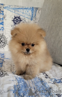 Photo №4. Je vais vendre spitz nain en ville de Minsk. annonce privée - prix - 500€