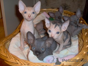 Photo №1. sphynx - à vendre en ville de Charlotte | 478€ | Annonce № 135789