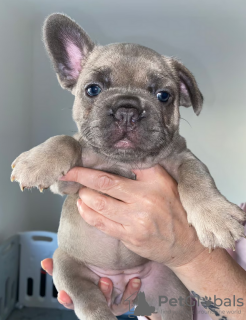 Photos supplémentaires: Chiots bouledogue français à vendre