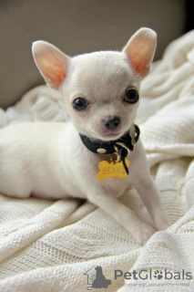 Photo №3. Chiots Chihuahua mâles et femelles. Suisse