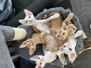 Photo №1. devon rex - à vendre en ville de Гамбург | 500€ | Annonce № 52267