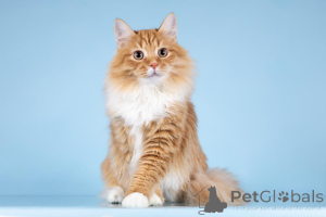 Photo №1.  - à vendre en ville de Khimki | Gratuit | Annonce № 160878