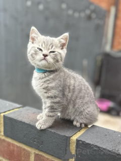 Photo №3. Chatons British Shorthair disponibles maintenant. La Grande-Bretagne