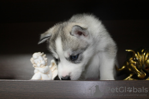 Photo №3. Chiots Husky sibérien. Fédération de Russie