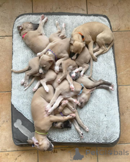 Photo №1. lévrier whippet - à vendre en ville de Beaufort | négocié | Annonce №158223