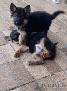 Photo №3. Žavingi vokiečių aviganio šuniukai naujiems namams. Lituanie