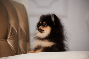 Photos supplémentaires: Je propose à la réservation une femelle de race Spitz Pomeranian