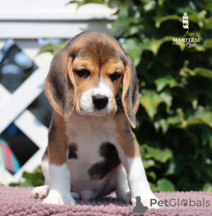 Photo №1. beagle - à vendre en ville de Milan | 400€ | Annonce №113645