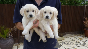 Photo №1. golden retriever - à vendre en ville de Fraude | 450€ | Annonce №11317