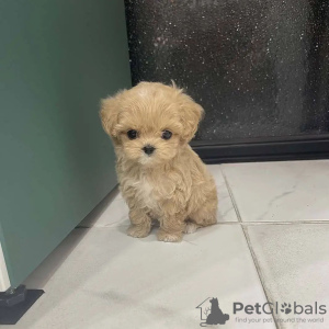 Photo №3. Красивые щенки мальтипу.. La finlande