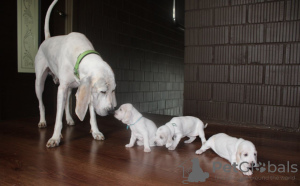 Photo №2 de l'annonce № 7240 de la vente porcelaine - acheter à Fédération de Russie éleveur