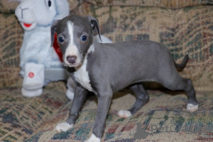 Photo №1. pinscher miniature - à vendre en ville de Porto | négocié | Annonce №176886
