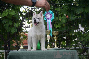 Photo №4. Je vais vendre husky de sibérie en ville de Knjazevac.  - prix - négocié