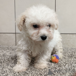 Photo №1. bichon à poil frisé - à vendre en ville de Arnsberg | 300€ | Annonce №151406