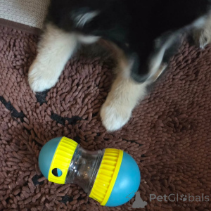 Photo №4. Je vais vendre chien finnois de laponie en ville de Alavus. annonce privée - prix - 700€