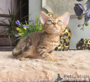 Photo №1. devon rex - à vendre en ville de Bad Wildungen | 350€ | Annonce № 177738
