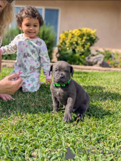 Photo №3. Adorables chiots boxer-Mastiff prêts pour leurs maisons pour toujours!. La Grande-Bretagne