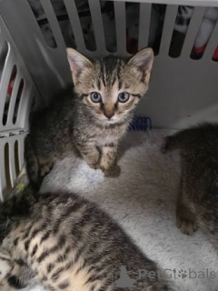 Photo №1. american shorthair - à vendre en ville de Cracovie | 300€ | Annonce № 172750