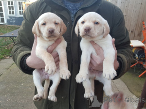Photo №1. golden retriever - à vendre en ville de Berlin | négocié | Annonce №141169