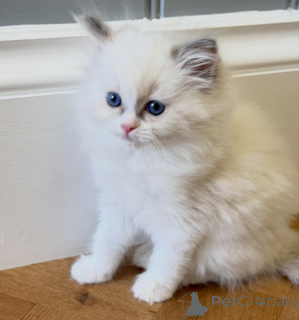 Photo №3. Chatons Ragdoll de race pure à vendre Mâles et femelles disponibles. Pays Bas