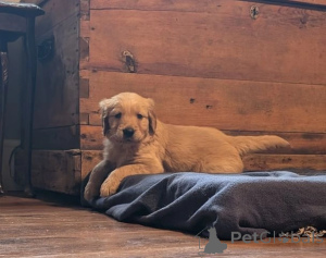 Photo №2 de l'annonce № 176157 de la vente golden retriever - acheter à La Grande-Bretagne annonce privée