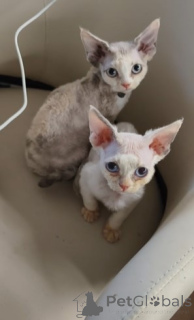 Photo №4. Je vais vendre devon rex en ville de Berlin. éleveur - prix - négocié