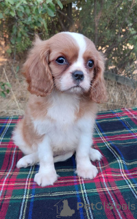 Photo №3. Femelle cavalier king charles spaniel. Ukraine