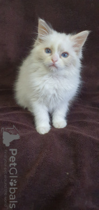 Photo №4. Je vais vendre ragdoll en ville de Minsk. éleveur - prix - 473€