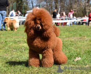 Photos supplémentaires: Chiots caniches miniatures