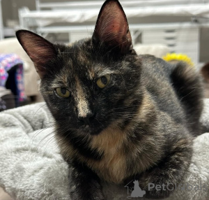 Photo №2 de l'annonce № 150623 de la vente chat de gouttière - acheter à Allemagne de l'abri, éleveur