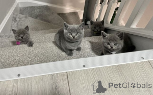 Photo №2 de l'annonce № 164554 de la vente british shorthair - acheter à Allemagne 