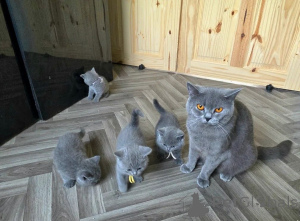 Photo №1. british shorthair - à vendre en ville de Görlitz | 350€ | Annonce № 169813