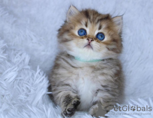 Photo №1. maine coon - à vendre en ville de Санни-Айлс-Бич | 237€ | Annonce № 114875