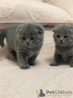 Photo №3. Superbes chatons Pedigree GCCF Scottish Fold. République Tchèque