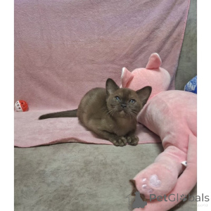 Photo №1. burmese - à vendre en ville de Zouch | 350€ | Annonce № 174382