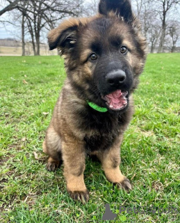 Photo №3. Chiots berger allemand chiots disponibles à la vente maintenant Mâles et. USA
