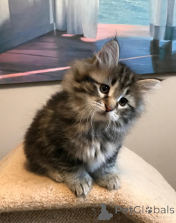 Photo №2 de l'annonce № 164810 de la vente maine coon - acheter à La finlande annonce privée, éleveur