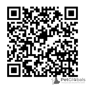 Photo №2. Services de livraison et de transportation des chats et des chiens en Biélorussie. Price - négocié. Annonce № 35424