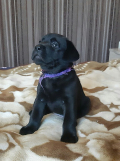 Photo №4. Je vais vendre labrador retriever en ville de Kertch. éleveur - prix - 215€