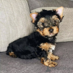 Photo №3. Yorkshire Terrier reinrassige Welpen zu verkaufen. Allemagne