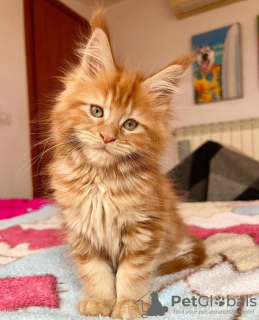 Photo №3. Maine coon. Allemagne