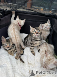 Photo №1. bengal - à vendre en ville de Montreux | 750€ | Annonce № 152744