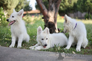 Photos supplémentaires: Chiots Berger Blanc Suisse à vendre