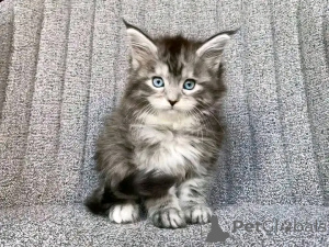 Photo №2 de l'annonce № 138923 de la vente maine coon - acheter à Allemagne annonce privée, éleveur